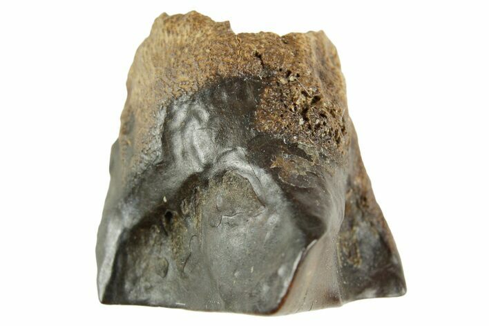 Fossil Triceratops Shed Tooth - Wyoming #364353